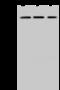 RNA Binding Motif Protein 14 antibody, GTX02191, GeneTex, Western Blot image 