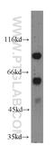 Methyltransferase Like 16 antibody, 19924-1-AP, Proteintech Group, Western Blot image 