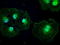 Patched 1 antibody, TA500123, Origene, Immunofluorescence image 