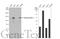 Desmocollin 2 antibody, GTX108888, GeneTex, Western Blot image 