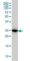 IL-27 antibody, H00246778-M01, Novus Biologicals, Western Blot image 