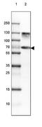 Chromogranin B antibody, NBP1-80782, Novus Biologicals, Western Blot image 