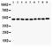 c-Myc antibody, PB9092, Boster Biological Technology, Western Blot image 