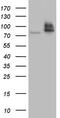 Ribonucleotide Reductase Catalytic Subunit M1 antibody, TA804537, Origene, Western Blot image 