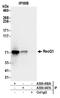 RecQ Like Helicase antibody, A300-450A, Bethyl Labs, Immunoprecipitation image 