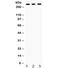 Protein Tyrosine Phosphatase Receptor Type F antibody, R31936, NSJ Bioreagents, Western Blot image 