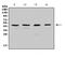 Sp6 Transcription Factor antibody, A08730-1, Boster Biological Technology, Western Blot image 