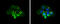 Centrin 1 antibody, GTX114316, GeneTex, Immunofluorescence image 