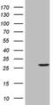 Sentrin-specific protease 8 antibody, MA5-26688, Invitrogen Antibodies, Western Blot image 