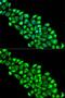 Paraoxonase 2 antibody, GTX65861, GeneTex, Immunofluorescence image 