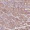 UBA Like Domain Containing 1 antibody, NBP2-38094, Novus Biologicals, Immunohistochemistry frozen image 