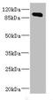 Mitogen-Activated Protein Kinase Kinase Kinase Kinase 5 antibody, LS-C676020, Lifespan Biosciences, Western Blot image 