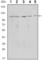 Sirtuin 1 antibody, abx012037, Abbexa, Western Blot image 