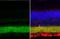 Solute Carrier Family 32 Member 1 antibody, GTX101908, GeneTex, Immunohistochemistry paraffin image 