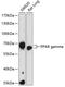 Peroxisome Proliferator Activated Receptor Gamma antibody, 16-812, ProSci, Western Blot image 