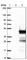 Uncharacterized protein C16orf48 antibody, HPA041163, Atlas Antibodies, Western Blot image 