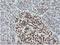 BCL2 Like 1 antibody, NBP2-70247, Novus Biologicals, Immunohistochemistry paraffin image 