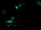 Ring Finger Protein 39 antibody, LS-C787925, Lifespan Biosciences, Immunofluorescence image 