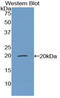 Matrix Gla Protein antibody, LS-C295297, Lifespan Biosciences, Western Blot image 