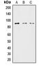Lipase E, Hormone Sensitive Type antibody, orb214196, Biorbyt, Western Blot image 