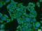 Nuclear Distribution C, Dynein Complex Regulator antibody, 10681-1-AP, Proteintech Group, Immunofluorescence image 