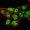 Nucleolar Protein 4 Like antibody, PA5-59717, Invitrogen Antibodies, Immunofluorescence image 