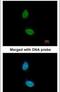 Zinc Finger Protein 134 antibody, PA5-27800, Invitrogen Antibodies, Immunofluorescence image 