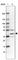 Transmembrane Protein 116 antibody, HPA040720, Atlas Antibodies, Western Blot image 