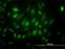 Ubiquitin Specific Peptidase 33 antibody, H00023032-M01, Novus Biologicals, Immunofluorescence image 