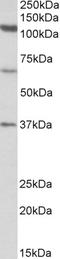 Centriolar Coiled-Coil Protein 110 antibody, STJ72724, St John