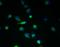Transmembrane Protein 45A antibody, orb357227, Biorbyt, Immunofluorescence image 