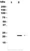 Interleukin 18 antibody, MBS859517, MyBioSource, Western Blot image 