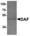 CD55 Molecule (Cromer Blood Group) antibody, MBS153461, MyBioSource, Western Blot image 