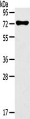 NADPH Oxidase 3 antibody, TA351457, Origene, Western Blot image 