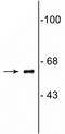 Negative Elongation Factor Complex Member B antibody, A12025, Boster Biological Technology, Western Blot image 