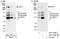 C1 factor antibody, A301-400A, Bethyl Labs, Immunoprecipitation image 