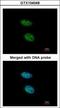 Phosphoribosyl Pyrophosphate Synthetase 2 antibody, GTX104048, GeneTex, Immunocytochemistry image 