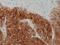 Arginase 1 antibody, M01106-3, Boster Biological Technology, Immunohistochemistry frozen image 