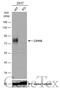 PVR Cell Adhesion Molecule antibody, GTX129572, GeneTex, Western Blot image 
