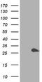 Proteasome Subunit Beta 4 antibody, LS-C173272, Lifespan Biosciences, Western Blot image 