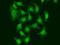 Cell Division Cycle 5 Like antibody, orb167429, Biorbyt, Immunofluorescence image 
