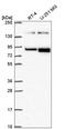 EPHB2 antibody, HPA071200, Atlas Antibodies, Western Blot image 