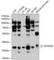 Methylenetetrahydrofolate Dehydrogenase (NADP+ Dependent) 2, Methenyltetrahydrofolate Cyclohydrolase antibody, 13-620, ProSci, Western Blot image 