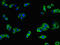 Melanotransferrin antibody, LS-C395962, Lifespan Biosciences, Immunofluorescence image 