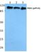 Protein Kinase D1 antibody, A01455S910, Boster Biological Technology, Western Blot image 