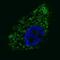 Autophagy Related 16 Like 1 antibody, abx030082, Abbexa, Immunohistochemistry paraffin image 