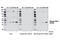 Induced myeloid leukemia cell differentiation protein Mcl-1 antibody, 13297S, Cell Signaling Technology, Western Blot image 
