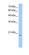 Dehydrogenase/Reductase 11 antibody, orb325514, Biorbyt, Western Blot image 