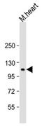 Natriuretic Peptide Receptor 2 antibody, MBS9210430, MyBioSource, Western Blot image 