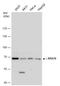 Replication Protein A1 antibody, GTX108749, GeneTex, Western Blot image 